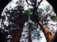 Sequoia sentinels